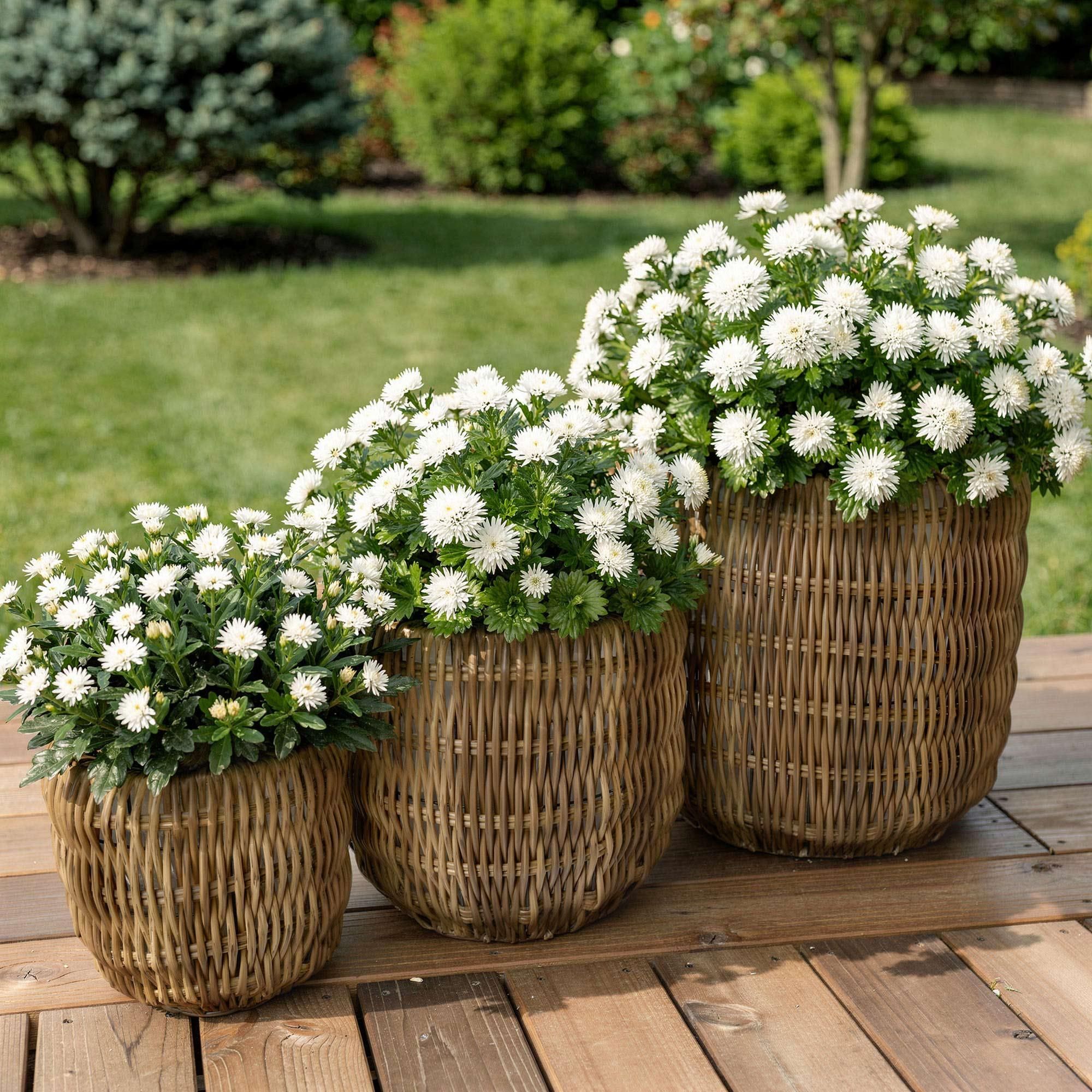 di volio Pflanzkübel Set LEPORI 3 hohe runde Polyrattan Blumentöpfe Beige