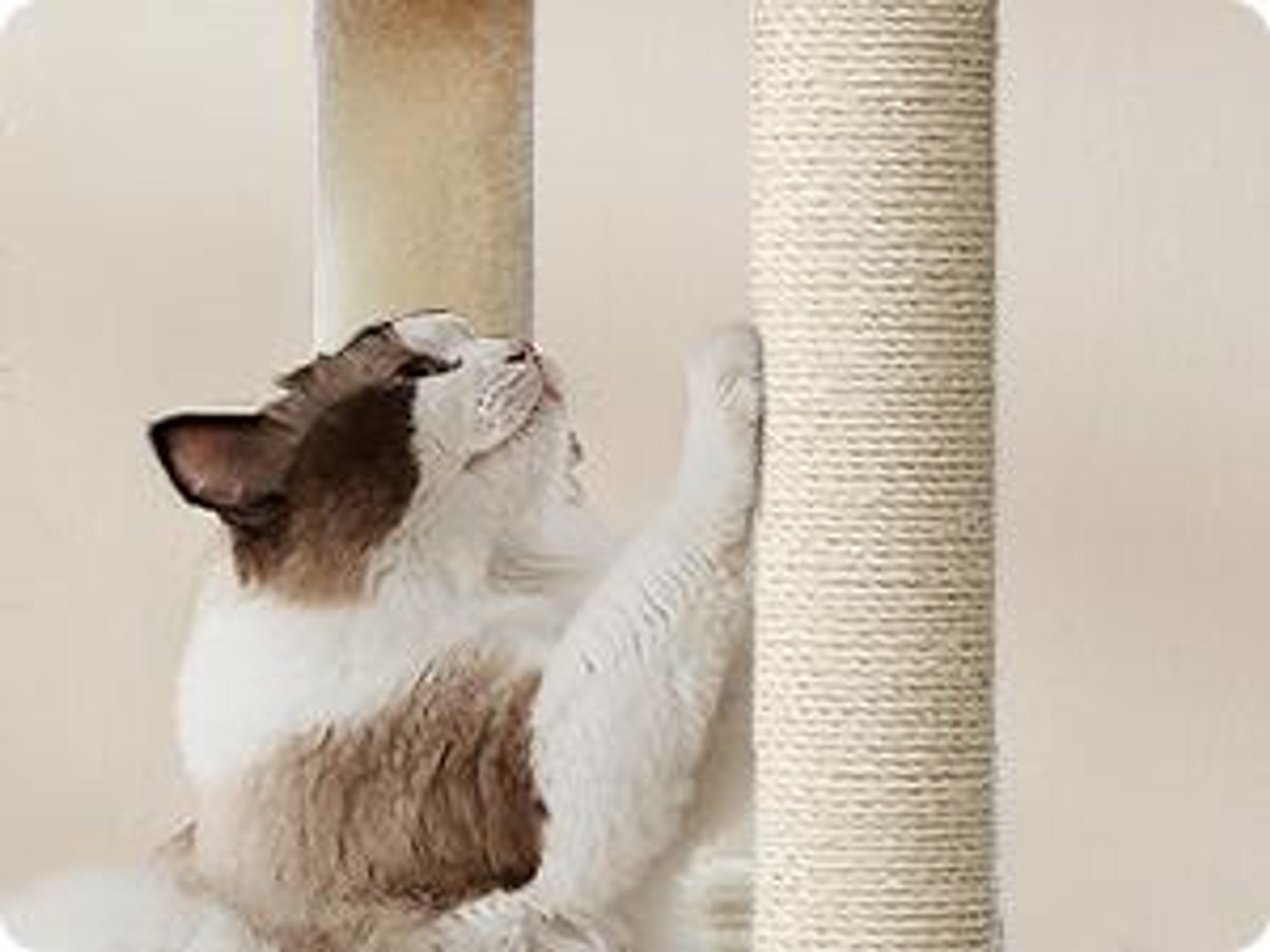 FEANDREA Kratzbaum für Raumecke, Katzenbaum, mit großer Kuschelhöhle, großen Plattformen, mehr Stabilität Sandbeige