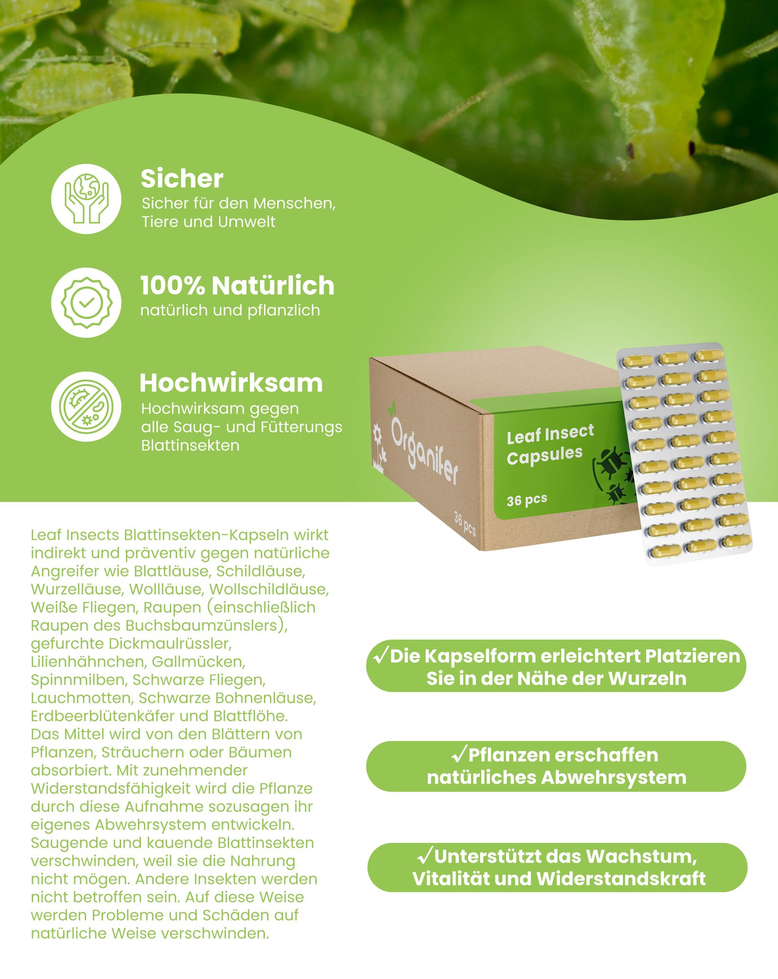 Leaf Insects Blattinsekten Kapseln – 36 Stück- Organifer