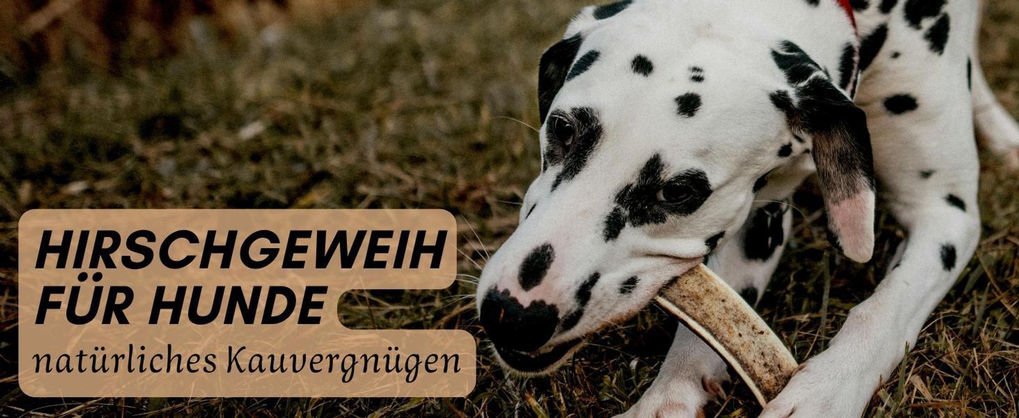 Dalmatiner auf Geweihhälfte kauend