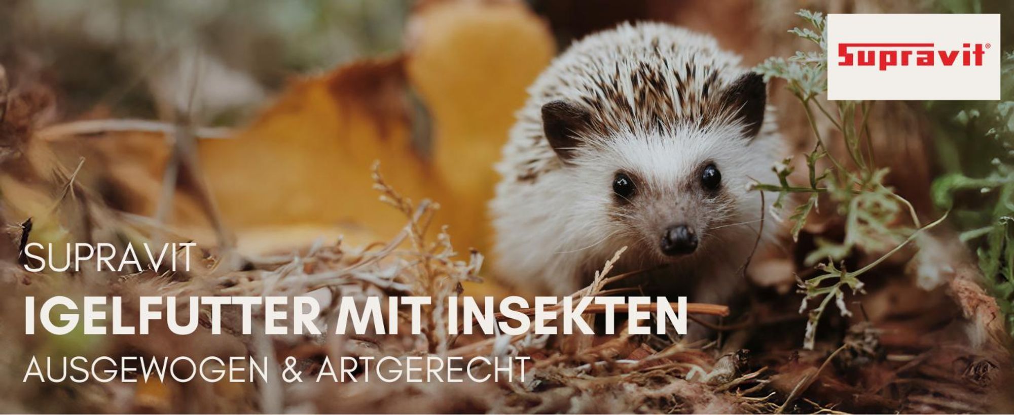 Junger Igel im Herbstlaub stehend