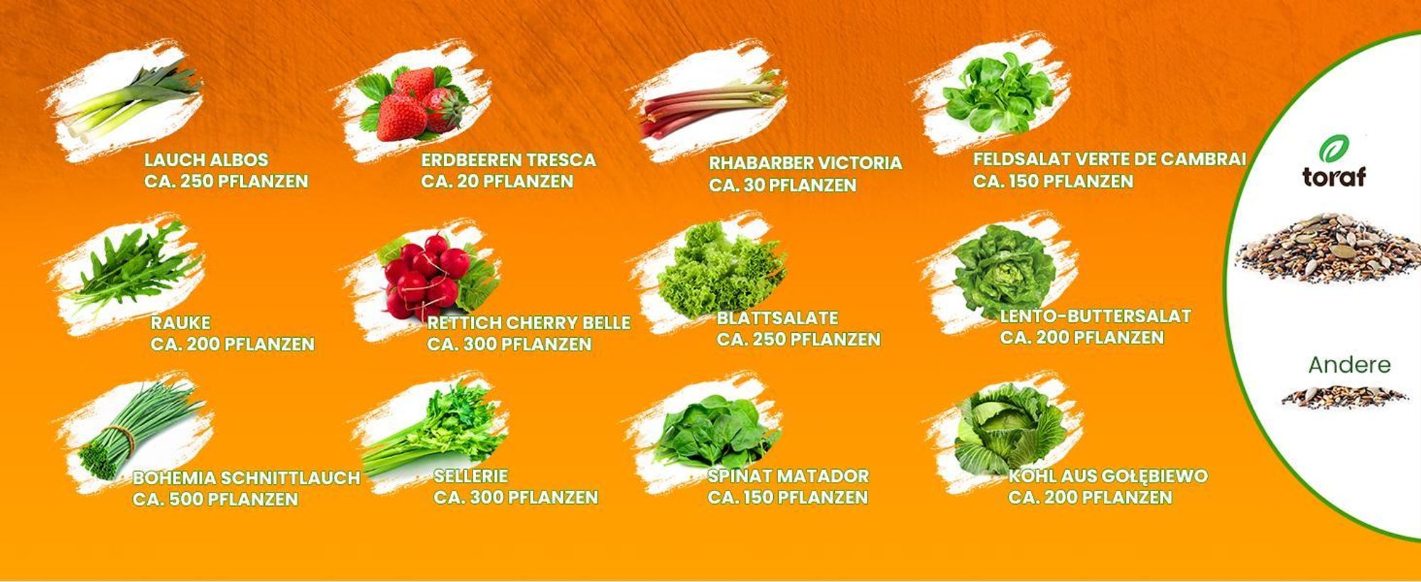 TORAF Gemüsesamen Set XXL, 2500 Samen, 12 Sorten, Garten & Balkon