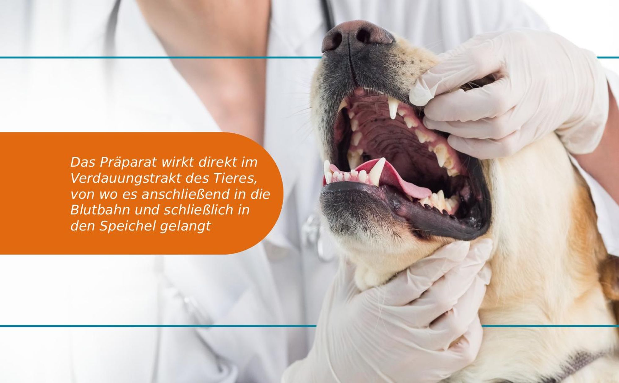 VITAR Veterinae Denton 100 g Zahnpflege für Hunde & Katzen – gegen Zahnstein, Zahnbelag & Mundgeruch, natürlich mit Meeresalge Ascophyllum