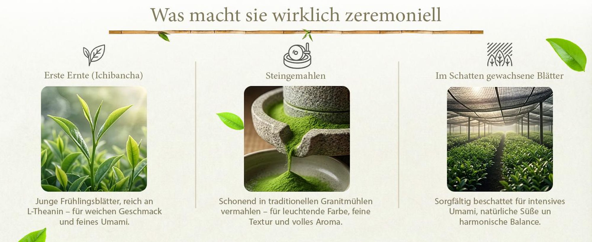 Mary Rose - Matcha Tee Ceremonial Tenno Bio Japan 30g - Hochwertiges Grüner Tee Pulver aus Miyazaki - Mild, Umami - Erste Ernte - Ohne Bitterkeit