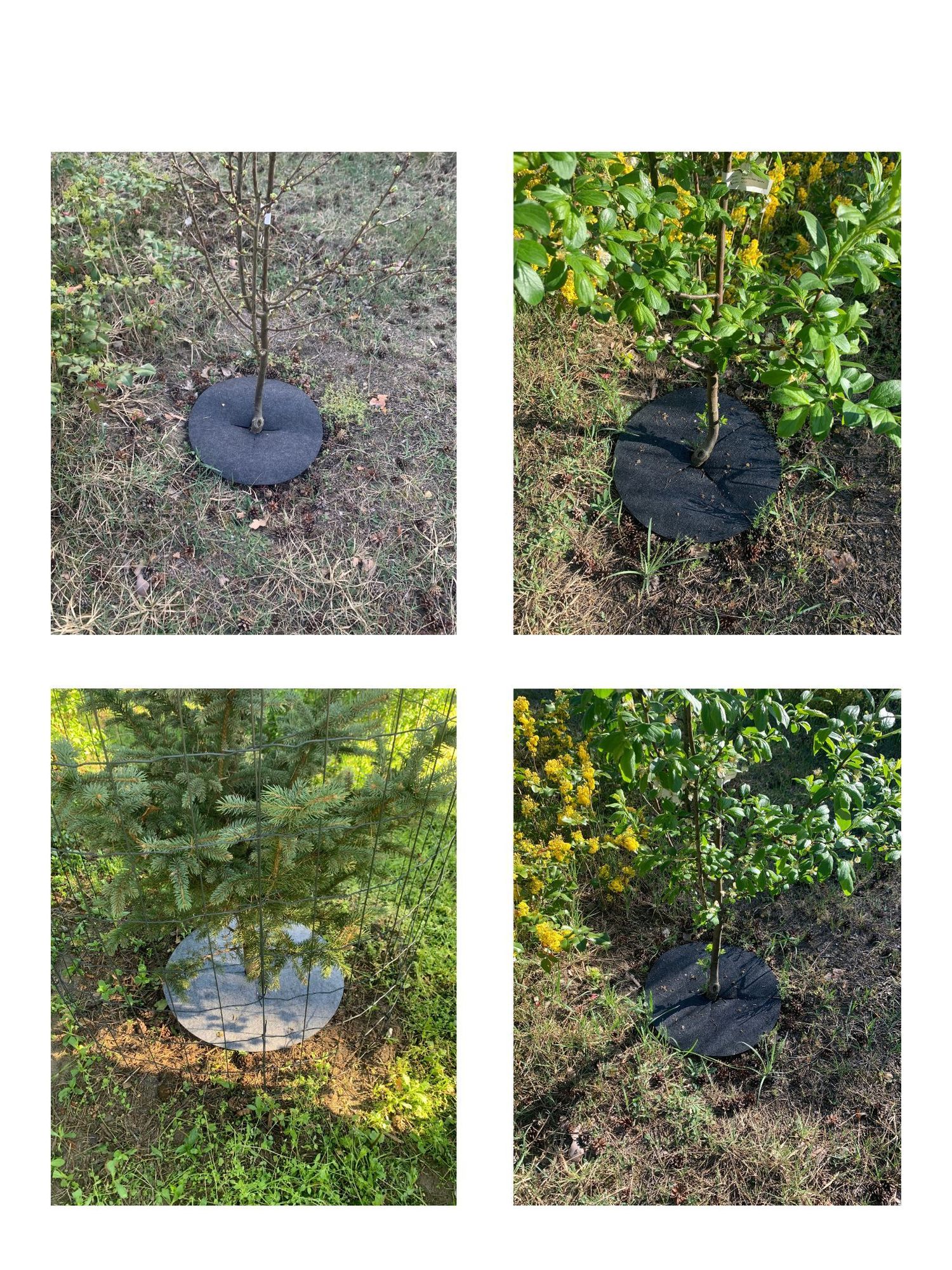 Krążek filcowy podkładka, mata, dysk antychwastowy 60 cm szary – do ściółkowania roślin, drzewek, drzew