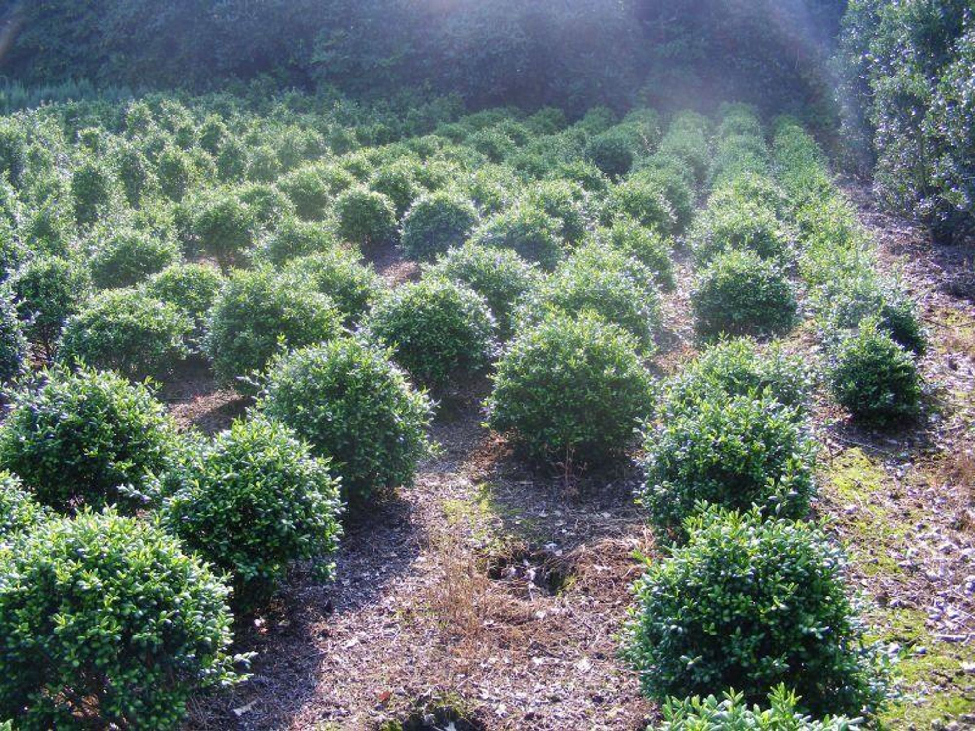 Ilex Crenata Convexa Kugeln Löffelilex Ø50-60cm (12 Stück inkl. Versand) Idealer Buchsbaum-Ersatz für den Garten