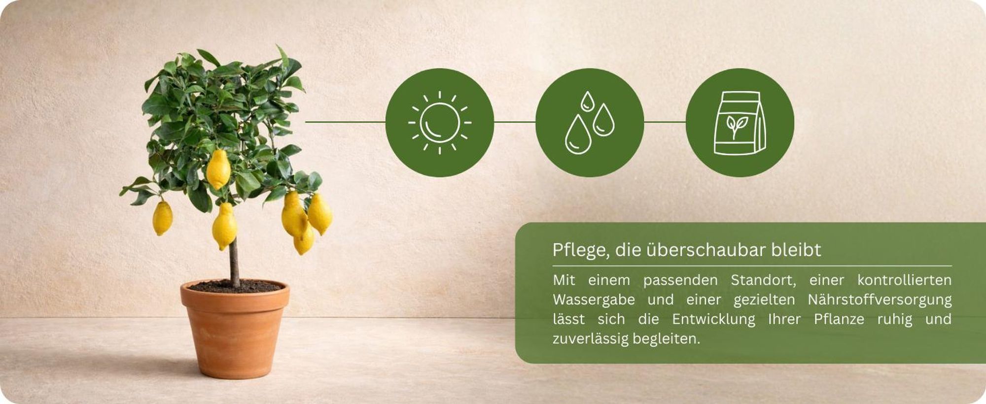 Meine Orangerie Zitronenbaum Mezzo - echte Zitrone - veredelter Zitrusbaum - Citrus Limon - Lemon Tree - Fruchtreife Zitrone in Gärtnerqualität