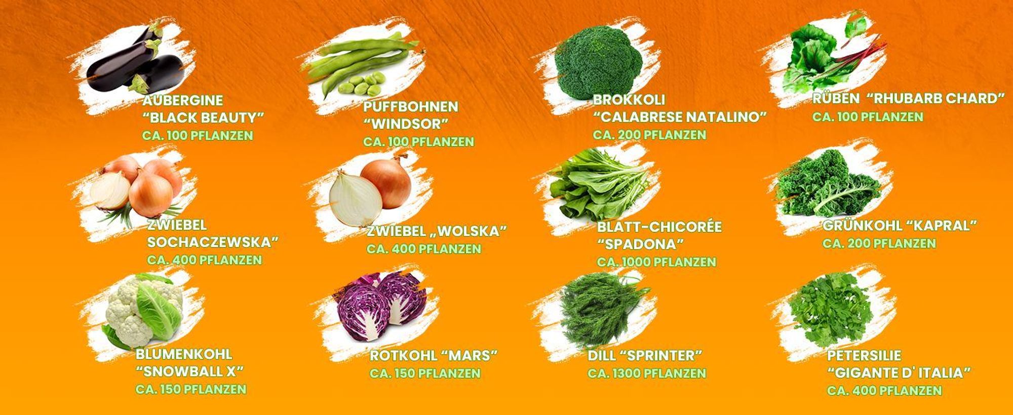 Toraf Gemüsesamen XXL Set 4500 Samen 12 Sorten Garten