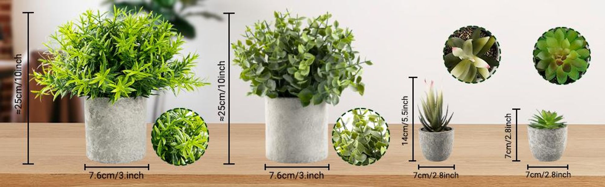korbmarante warscewiczii Calathea warscewiczii kaufen
