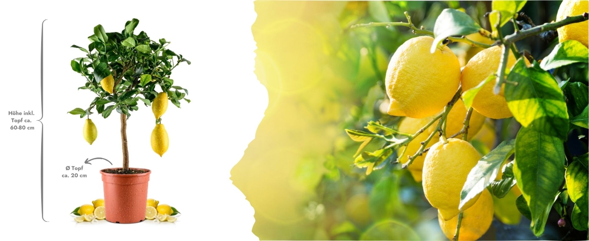 Meine Orangerie Amalfi Zitronenbaum Mezzo - echte Amalfi-Zitrone (Sfusato Amalfitano) - fruchtreife Zitruspflanze - veredelte Zitrone