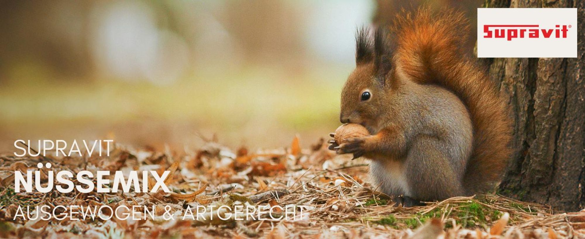 Eichhörnchen mit Walnuss in den Pfoten