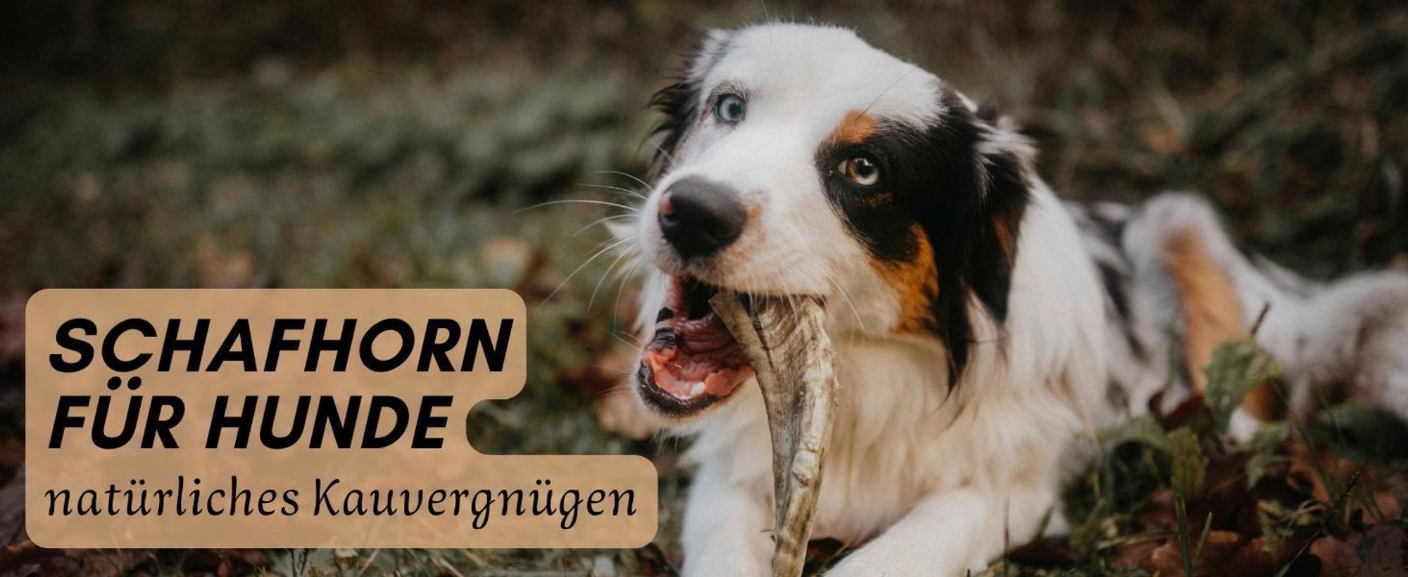 Hund der auf Schafhorn kaut