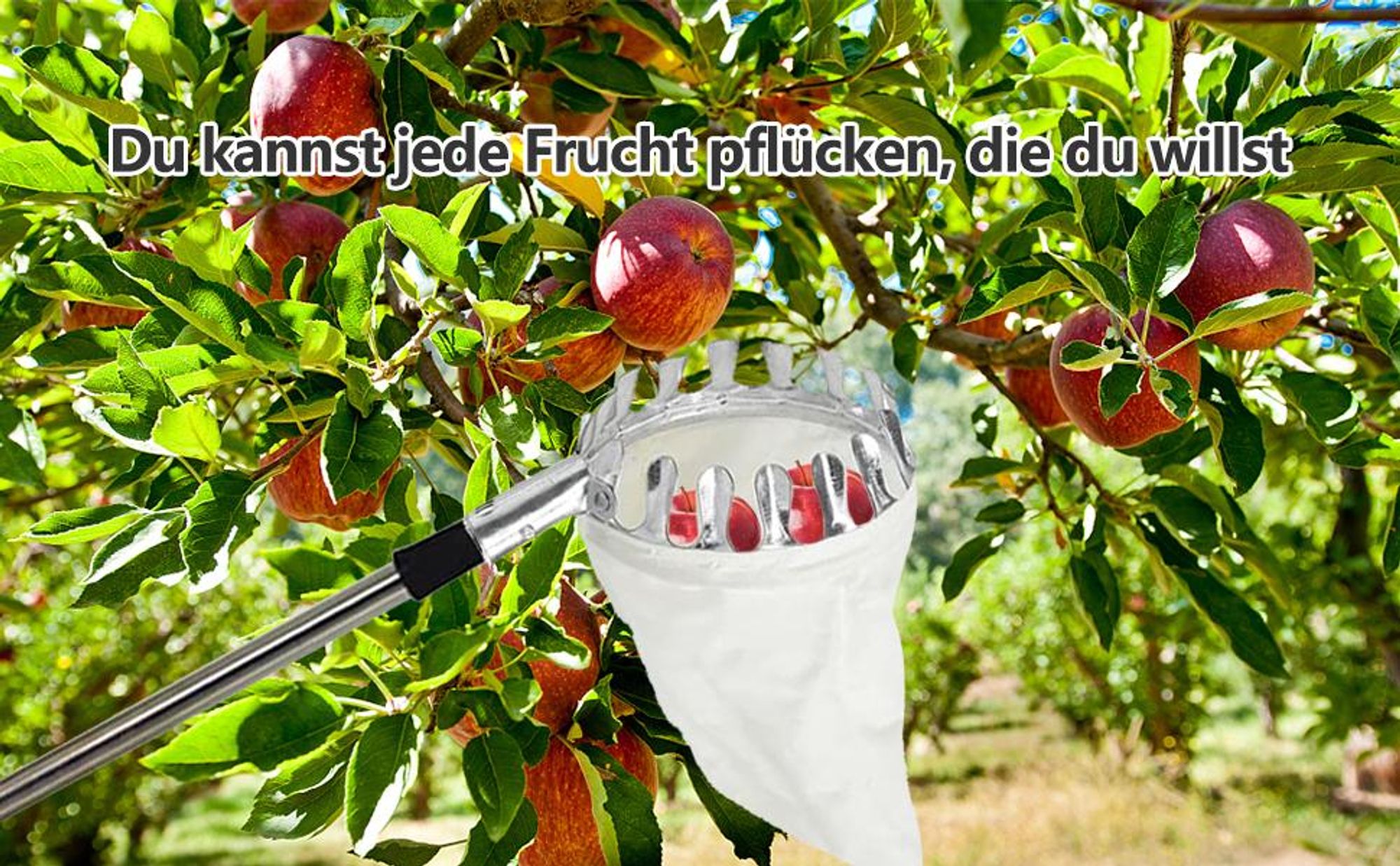 Obstpflücker, Obstsammler, Obstpflücker mit Teleskopstange, Kirschenpflücker mit Baumwollbeutel, von Äpfeln, Kirschen, Birnen, Pflaumen, Obsternter