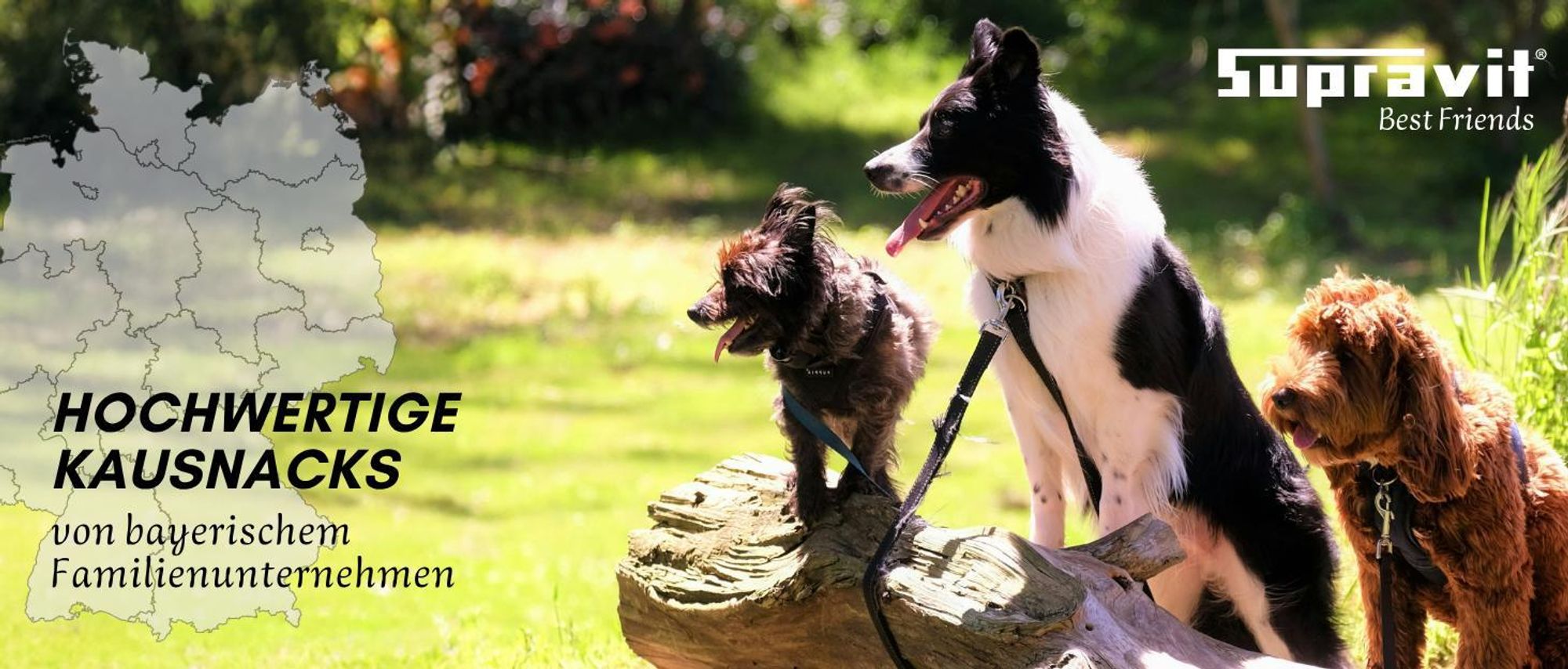 3 verschiedene Hunde im Grünen auf trockenem Holzstamm stehend