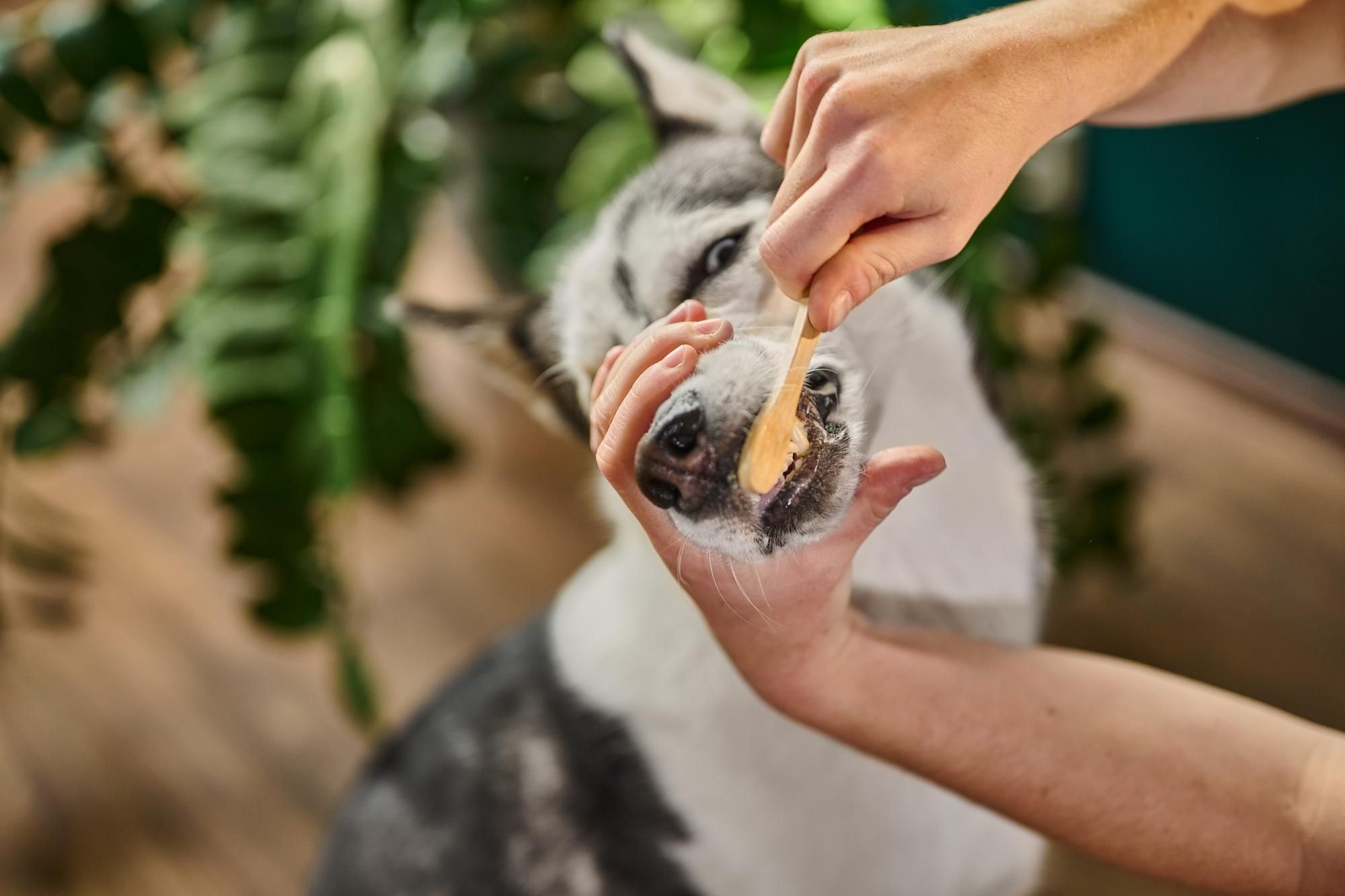 Furnatura Natürliche Zahnpasta für Hunde