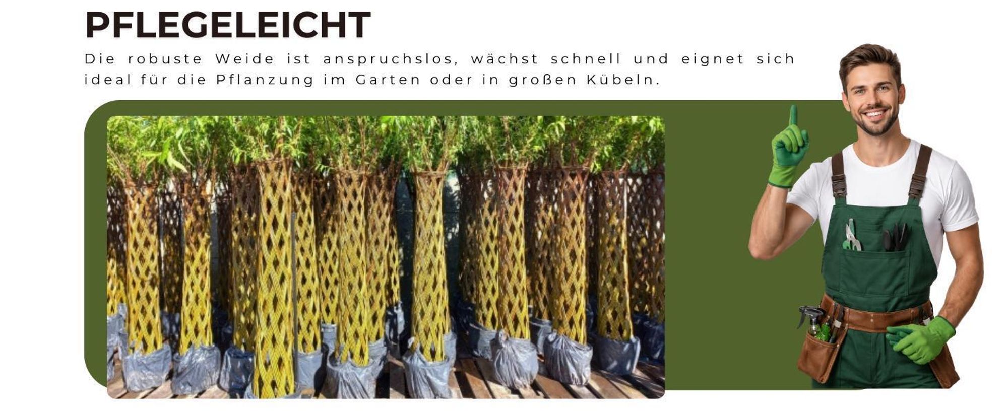 Geflochtener Weidenbaum 180 cm Geflochtene Weide - Dekoration für Terrasse und Garten Junge Weidentriebe