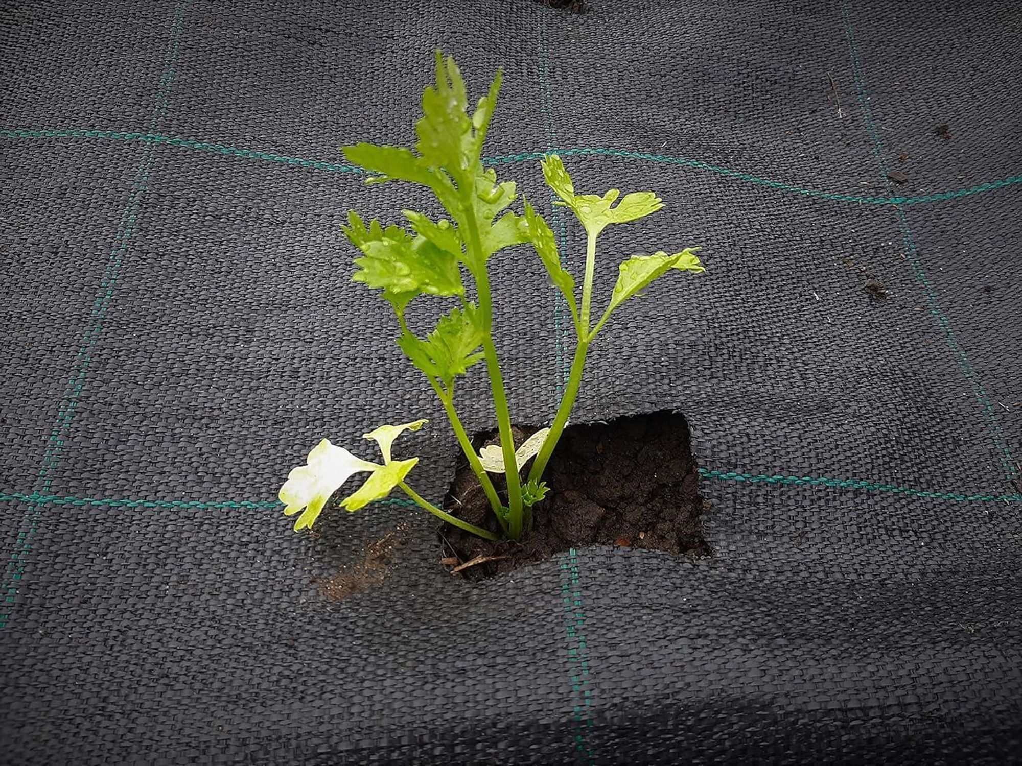 160 m² (100m x 1,6m) Gartenvlies gegen Unkraut Grün – Unkrautvlies 100g/m² - Hohe UV-Stabilisierung - Unkrautfolie Wasserdurchlässig - Unkrautschutzfo