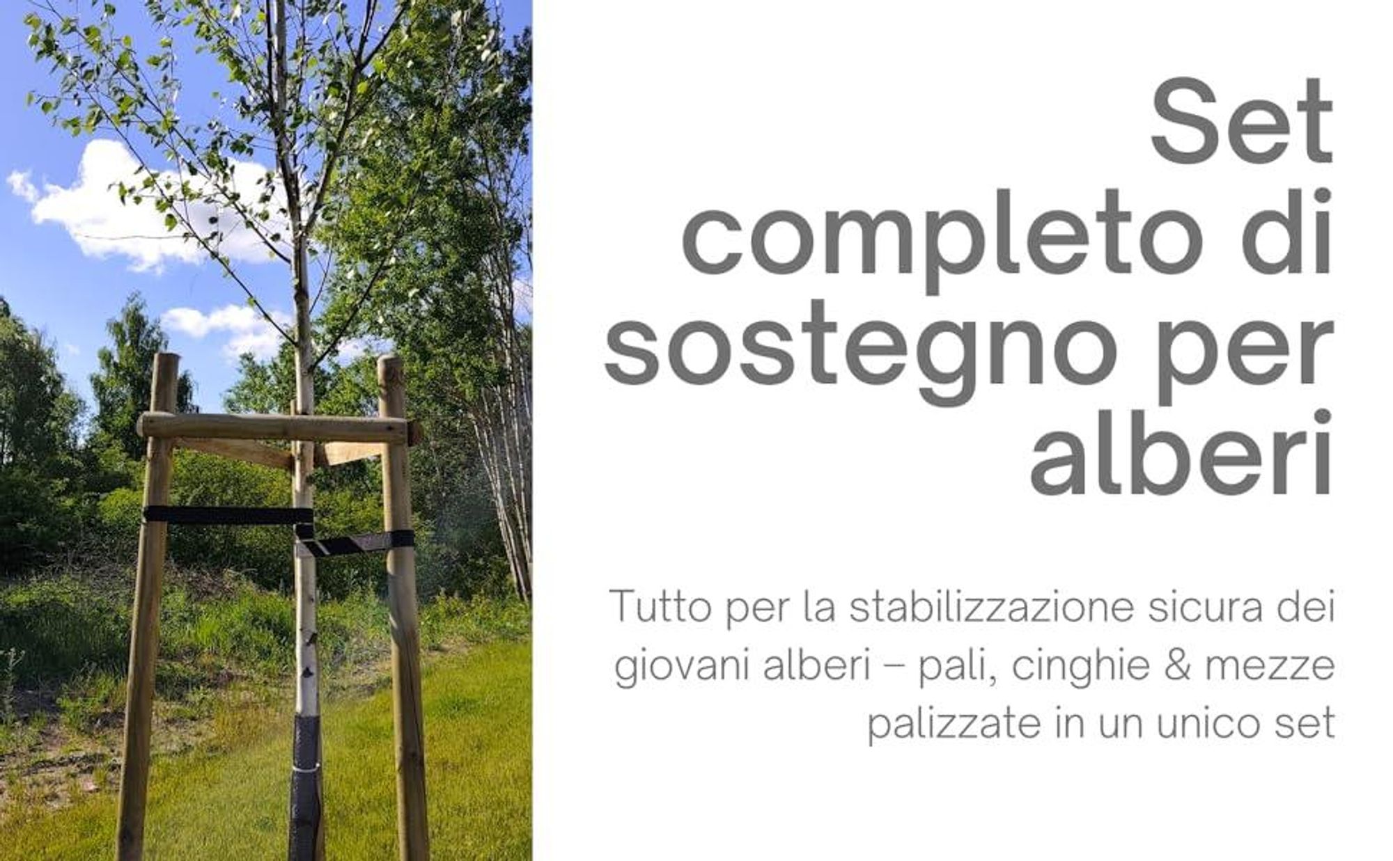 TIMBERMIK Kit Tutto Incluso per Sostegno Alberi Ø 6 cm 240 cm – 3 Pali in Legno 3 Cinghie Nere 6 Semicerchi Legno Supporto Piantagione Giardino