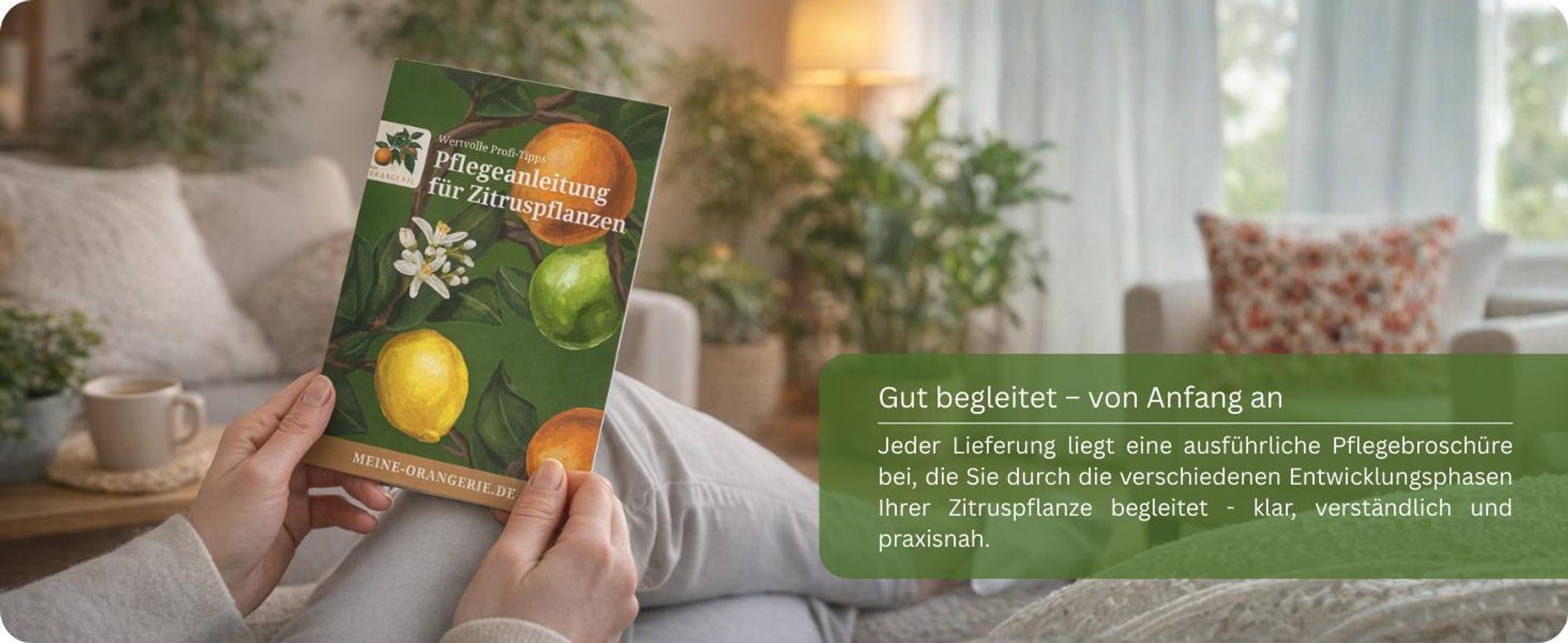 Meine Orangerie Zitronenbaum Mezzo - echte Zitrone - veredelter Zitrusbaum - Citrus Limon - Lemon Tree - Fruchtreife Zitrone in Gärtnerqualität