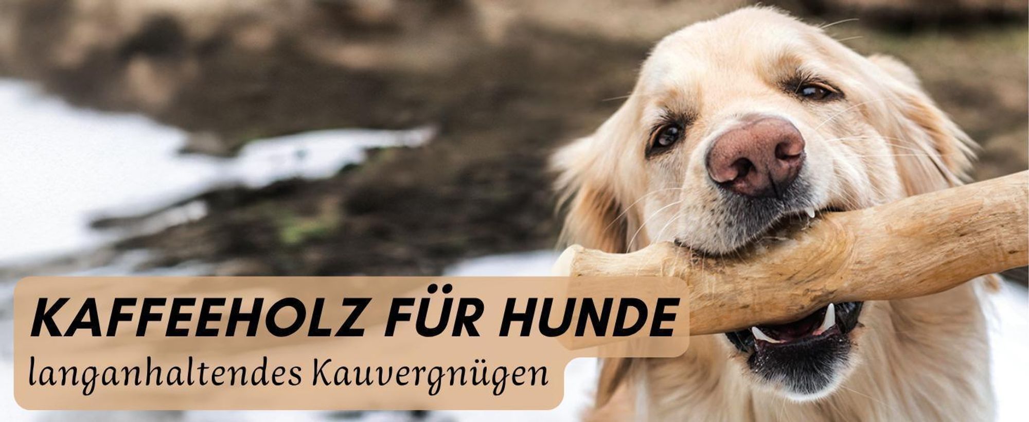 Golden Retriever mit Kaffeeholz im Maul