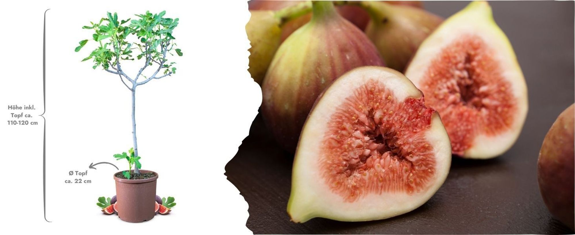 Winterharte Eßbare Feige, Ficus Carica Brown Turkey 80-100 Cm Hoch Im 5 Liter Pflanzcontainer