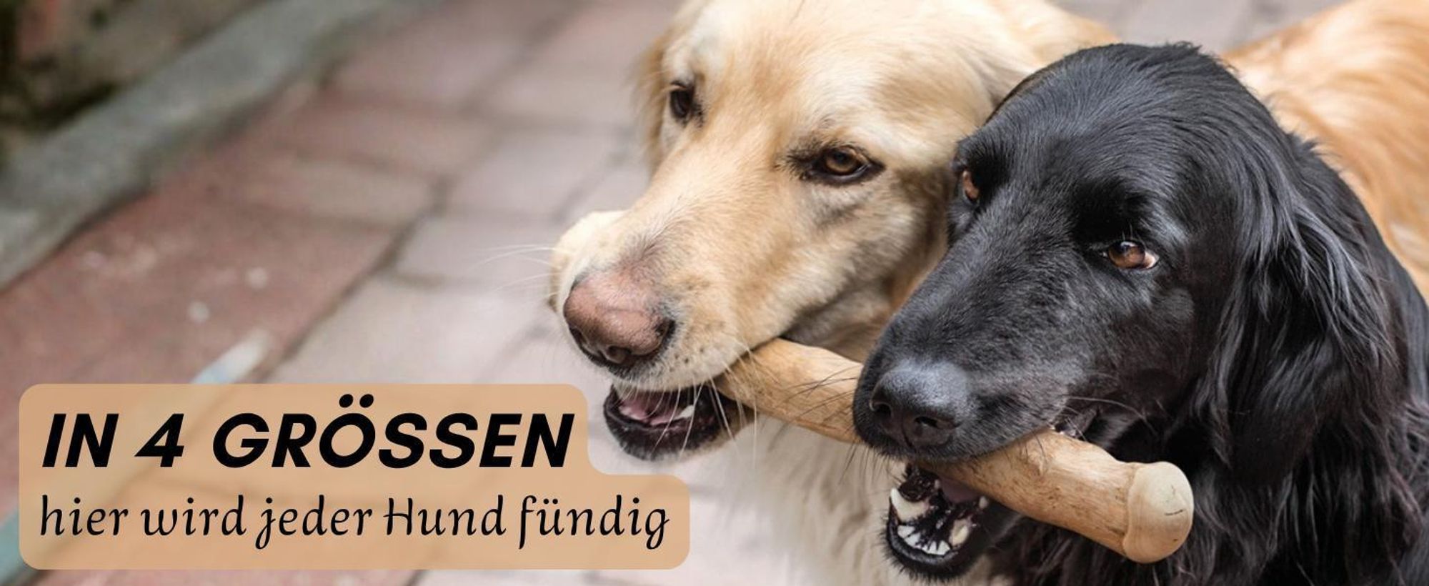 2 Hunde mit Kaffeeholz im Maul