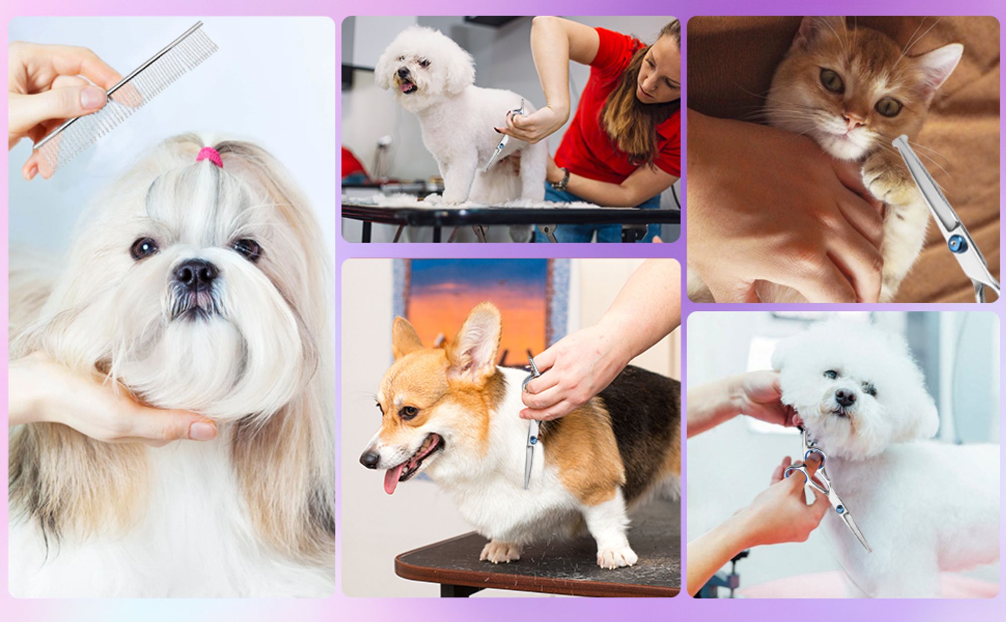 6 in 1 Hundeschere Set Profi, Edelstahl Fellschere für Hunde Katze , Ganzkörper, Gesicht, Nase, und Ohr