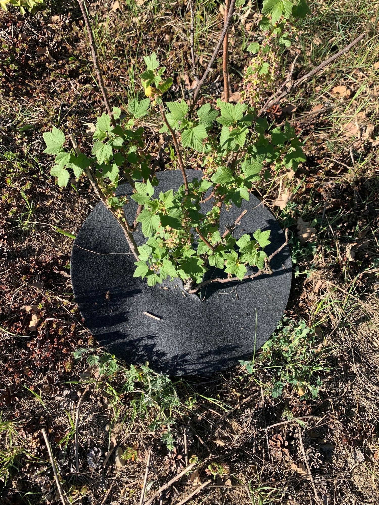 Krążek filcowy podkładka, mata, dysk antychwastowy 60 cm szary – do ściółkowania roślin, drzewek, drzew