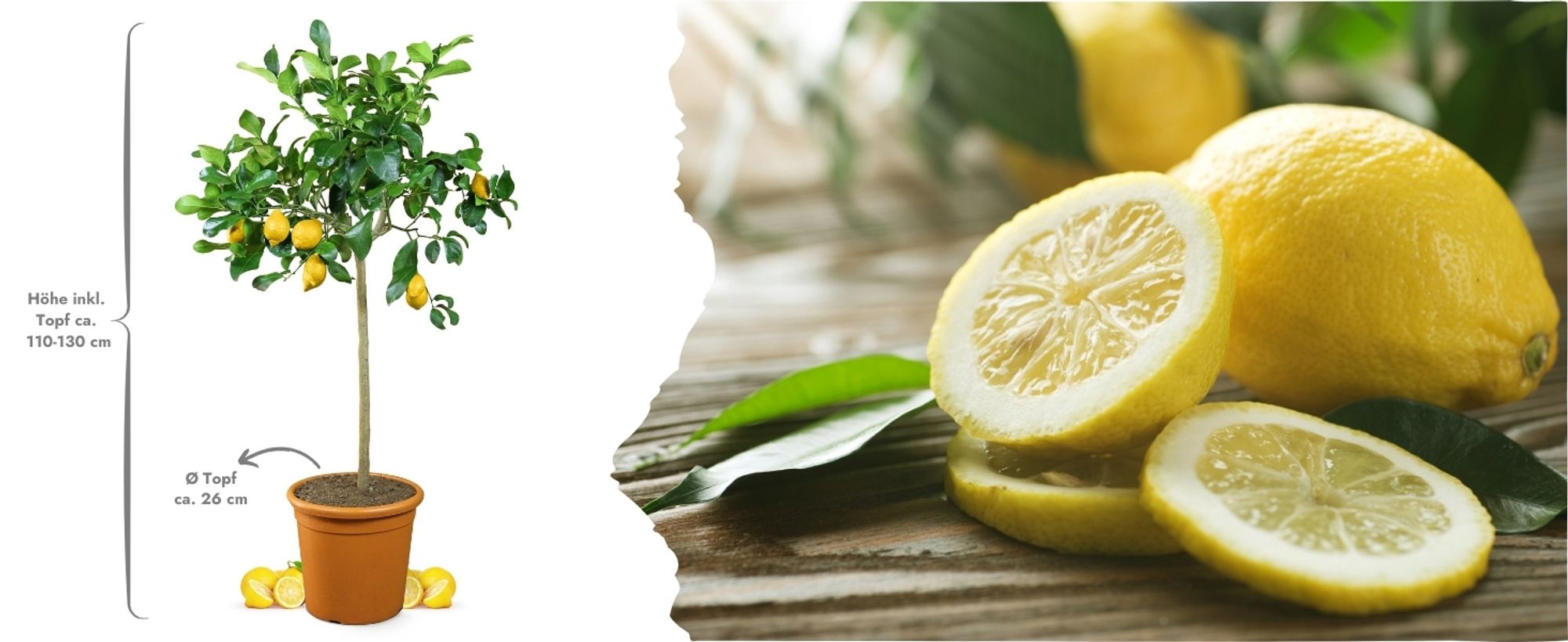 Meine Orangerie Zitronenbaum Grande - echter Citrusbaum - veredelte Zitrone - Citrus Limon - Lemon Tree - Fruchtreife Zitrone in Gärtnerqualität