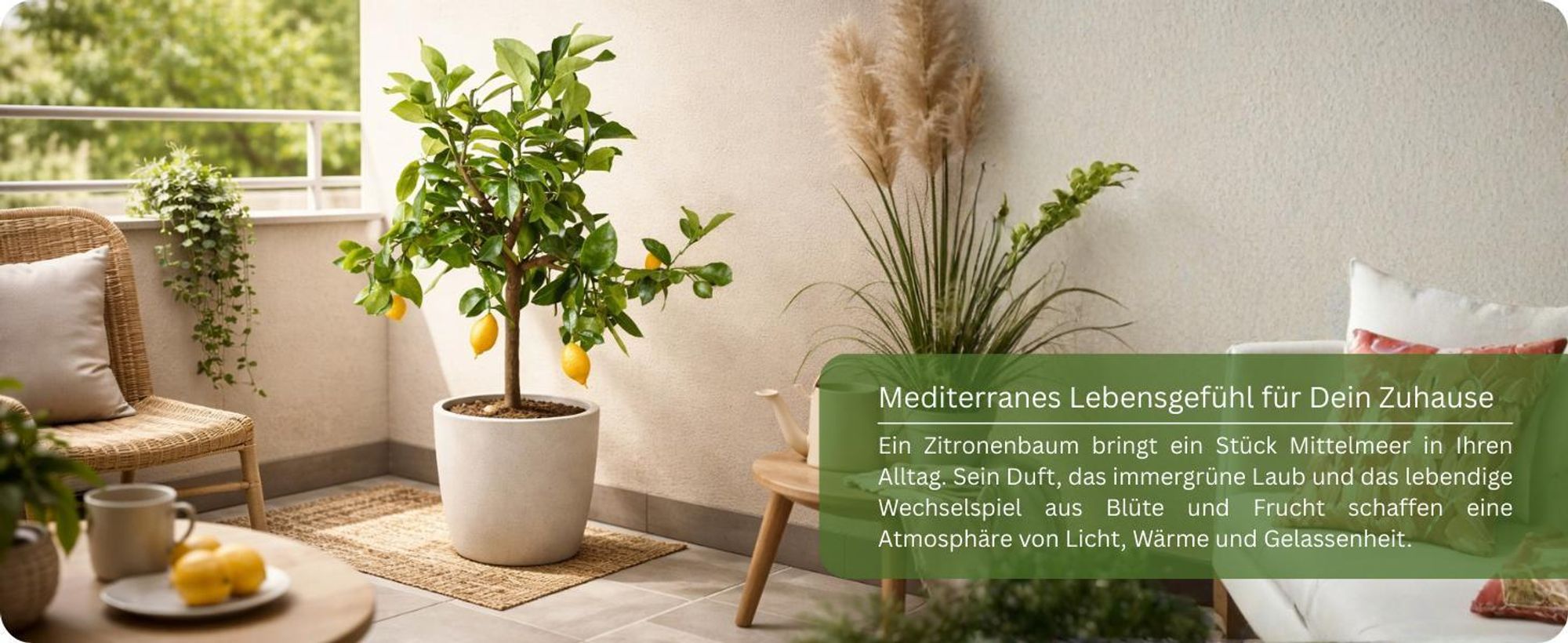 Meine Orangerie Zitronenbaum Mezzo - echte Zitrone - veredelter Zitrusbaum - Citrus Limon - Lemon Tree - Fruchtreife Zitrone in Gärtnerqualität