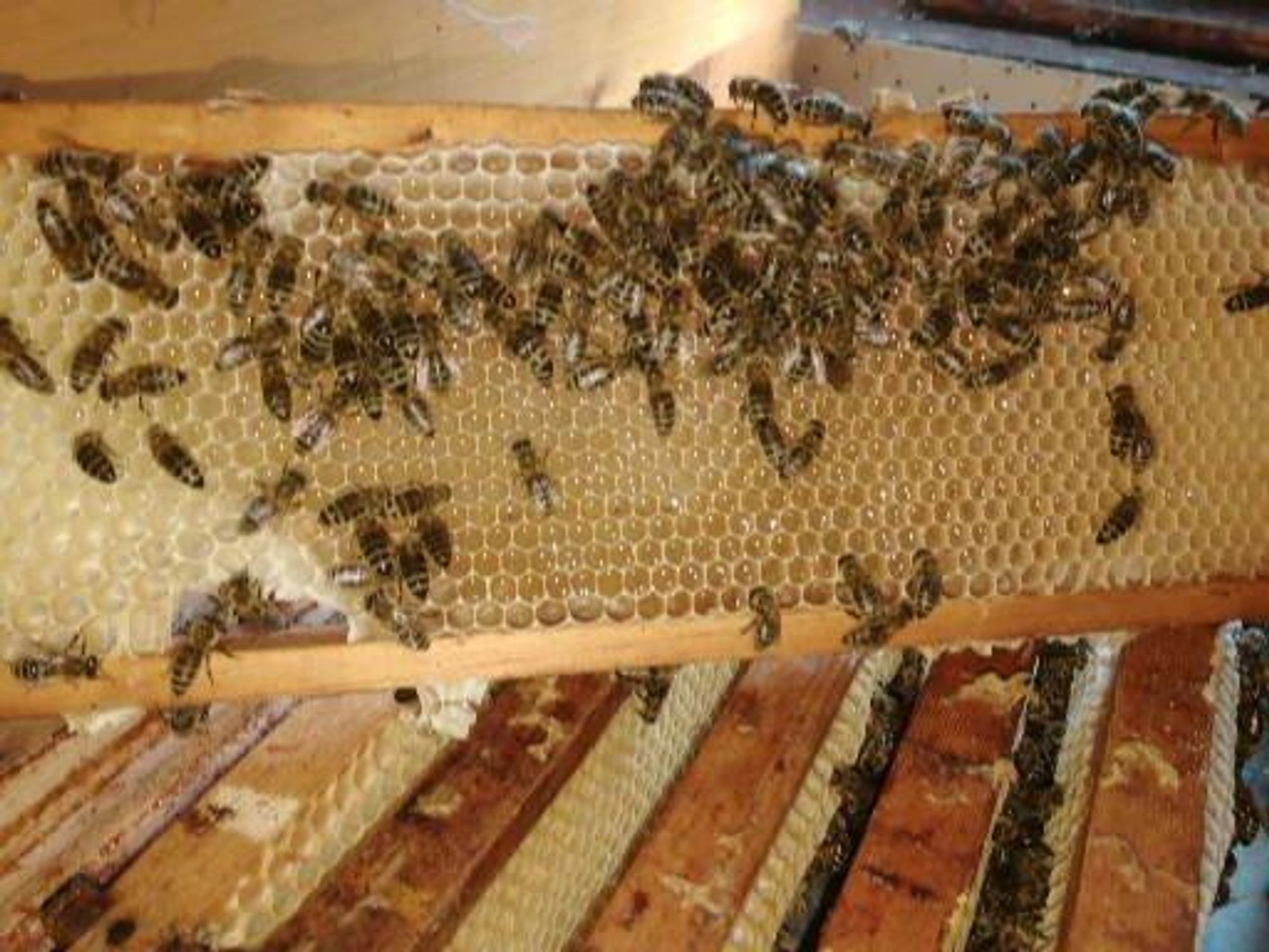 Bienen bei ihrer Arbeit
