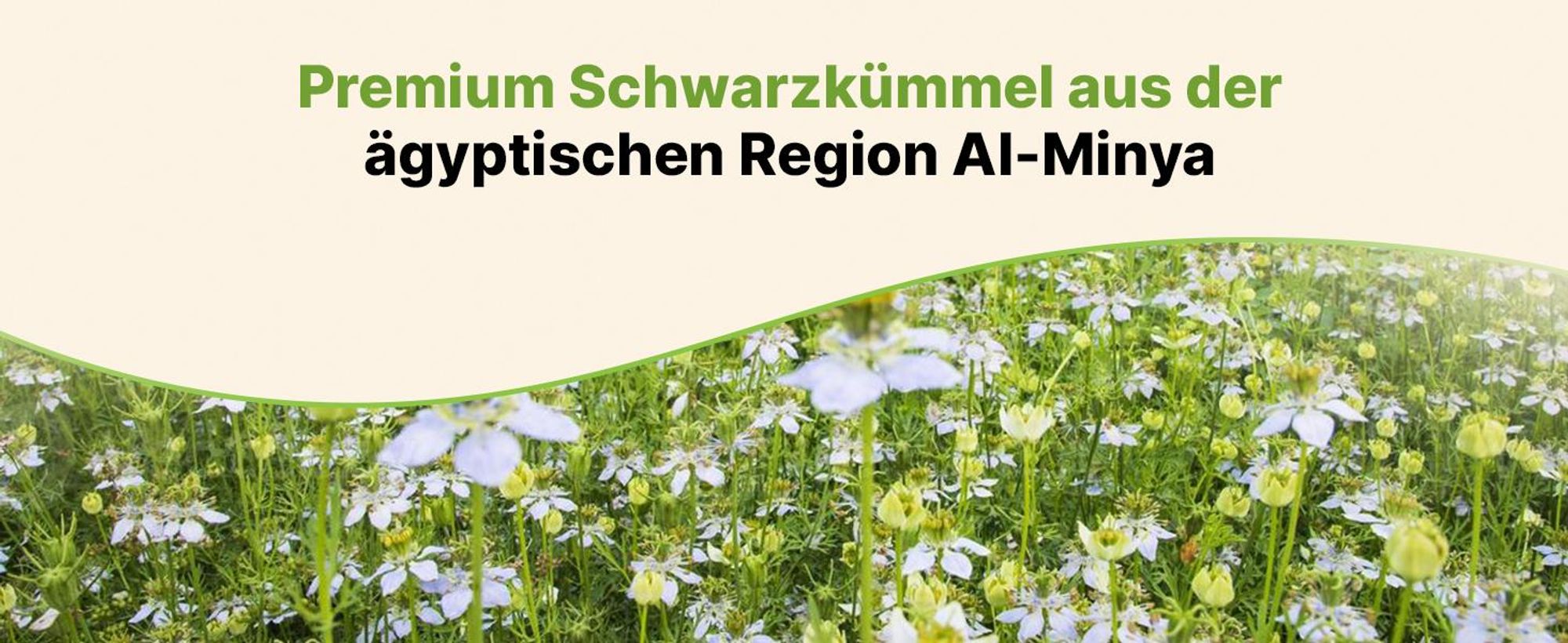 Schwarzkümmelöl ungefiltert 100ml – kaltgepresst – hoher Thymochinongehalt – labor & lichtgeschützt | BIOLAVIVA