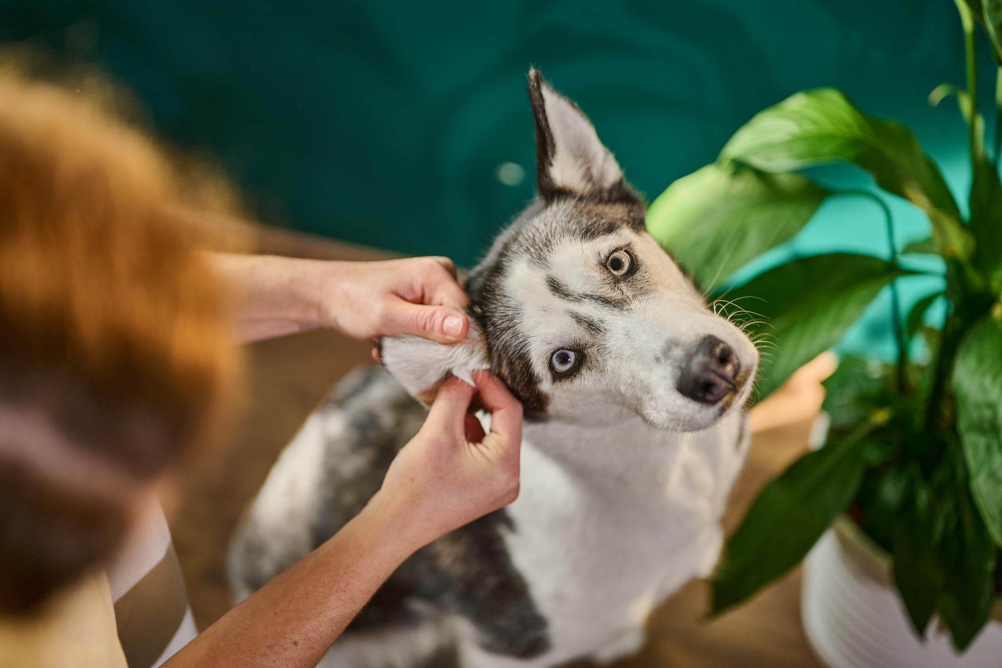 Furnatura Ohrenreiniger für Hunde 100 ml – Sanfte Ohrenpflege