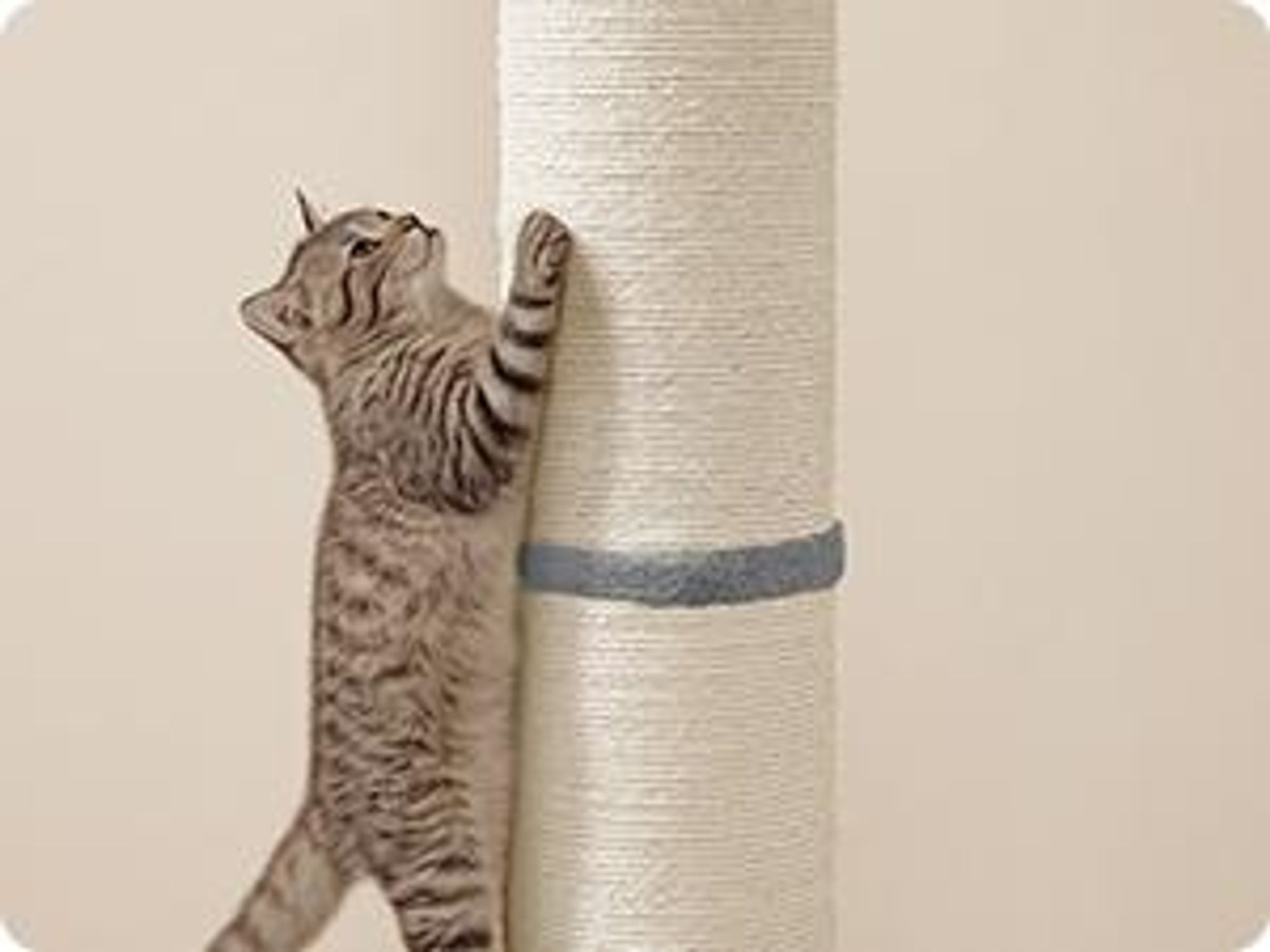 Feandrea Kratzbaum, Kratzsäule, 17 cm dicker Stamm, Kratzstamm auch für große Katzen wie Maine-Coon-Katze