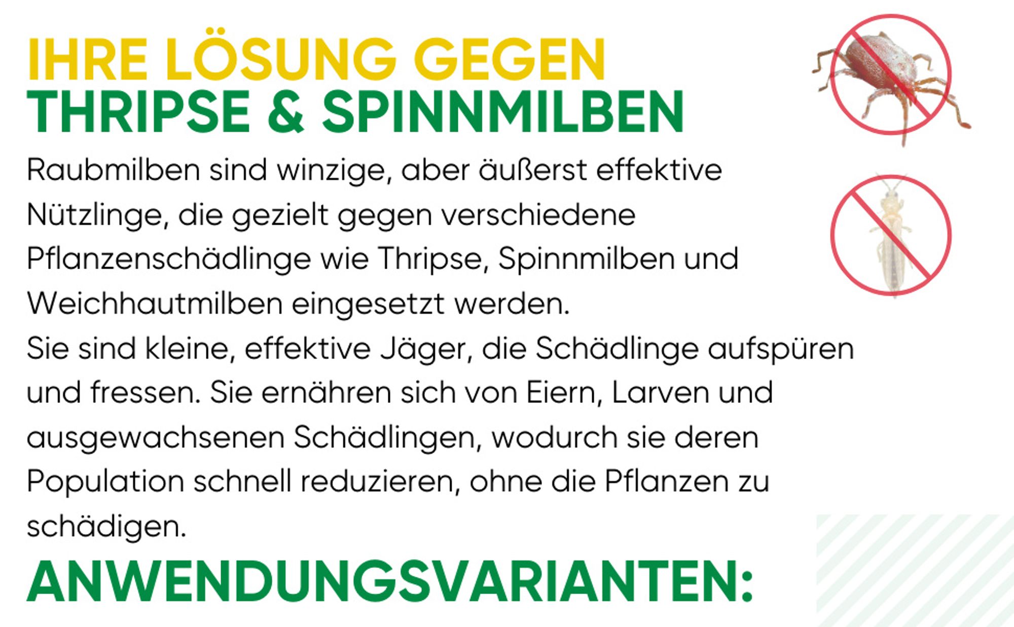 Power Raubmilben gegen Thripse und Spinnmilben, 3 Mix (6Tüten), Biologisches Mittel zur effektiven Thripse & Spinnmilben Bekämpfung – GREEN GUARDIA