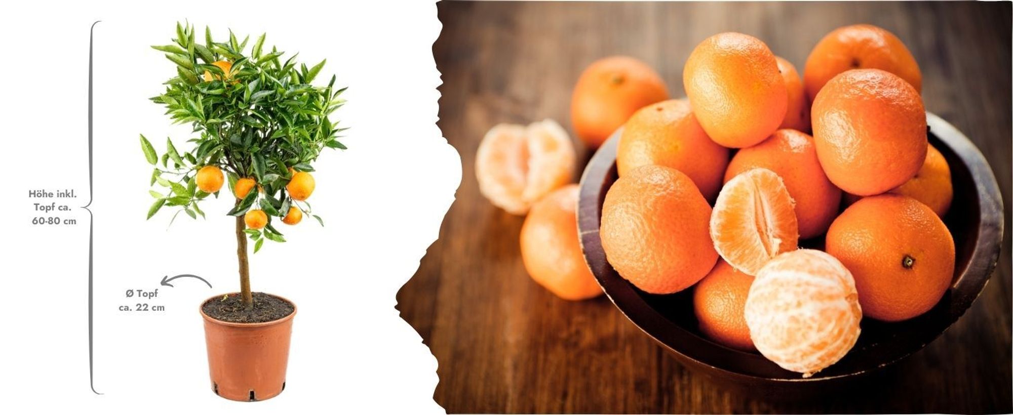 Meine Orangerie Clementinenbaum Mezzo - süße Clementine - echter Citrusbaum - fruchtreifes Bäumchen für Garten, Balkon oder Terrasse