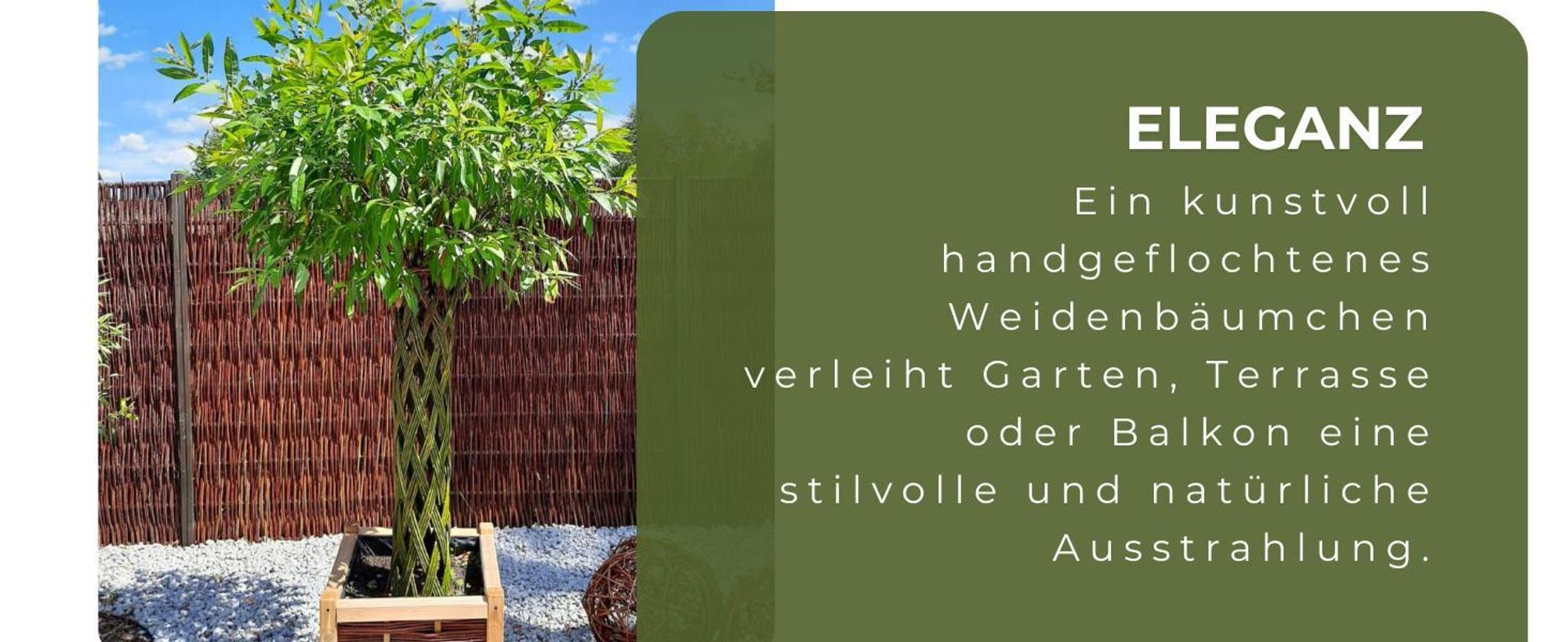 Geflochtener Weidenbaum 160 cm Geflochtene Weide - Dekoration für Terrasse und Garten Junge Weidentriebe
