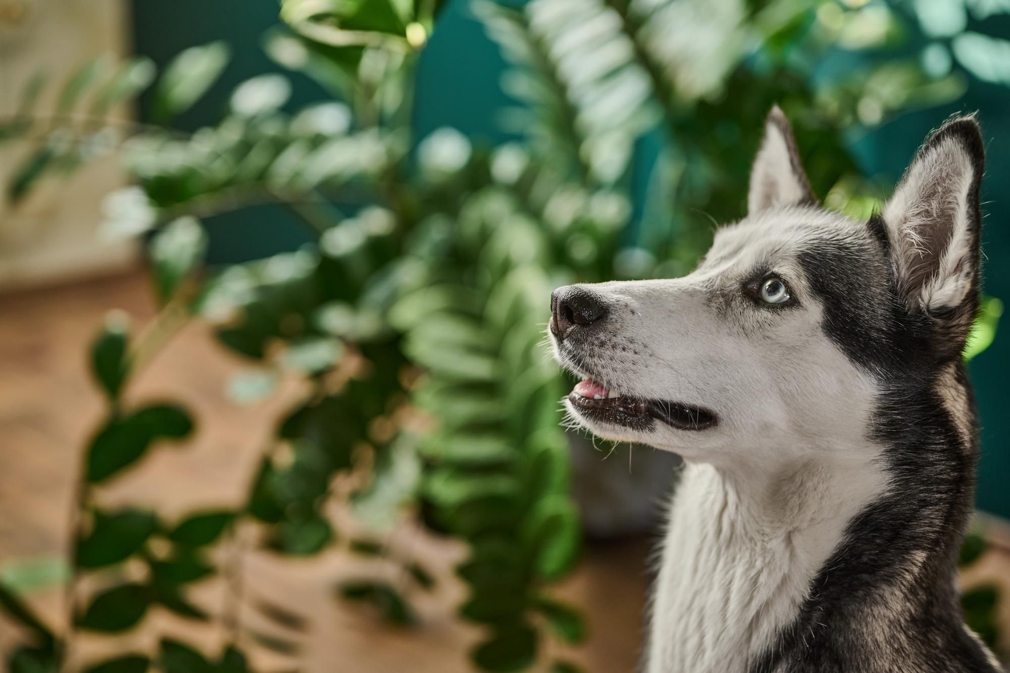 Natürliches Zahn- und Zahnfleischöl für Hunde. Für gesunde Zähne und frischen Atem.