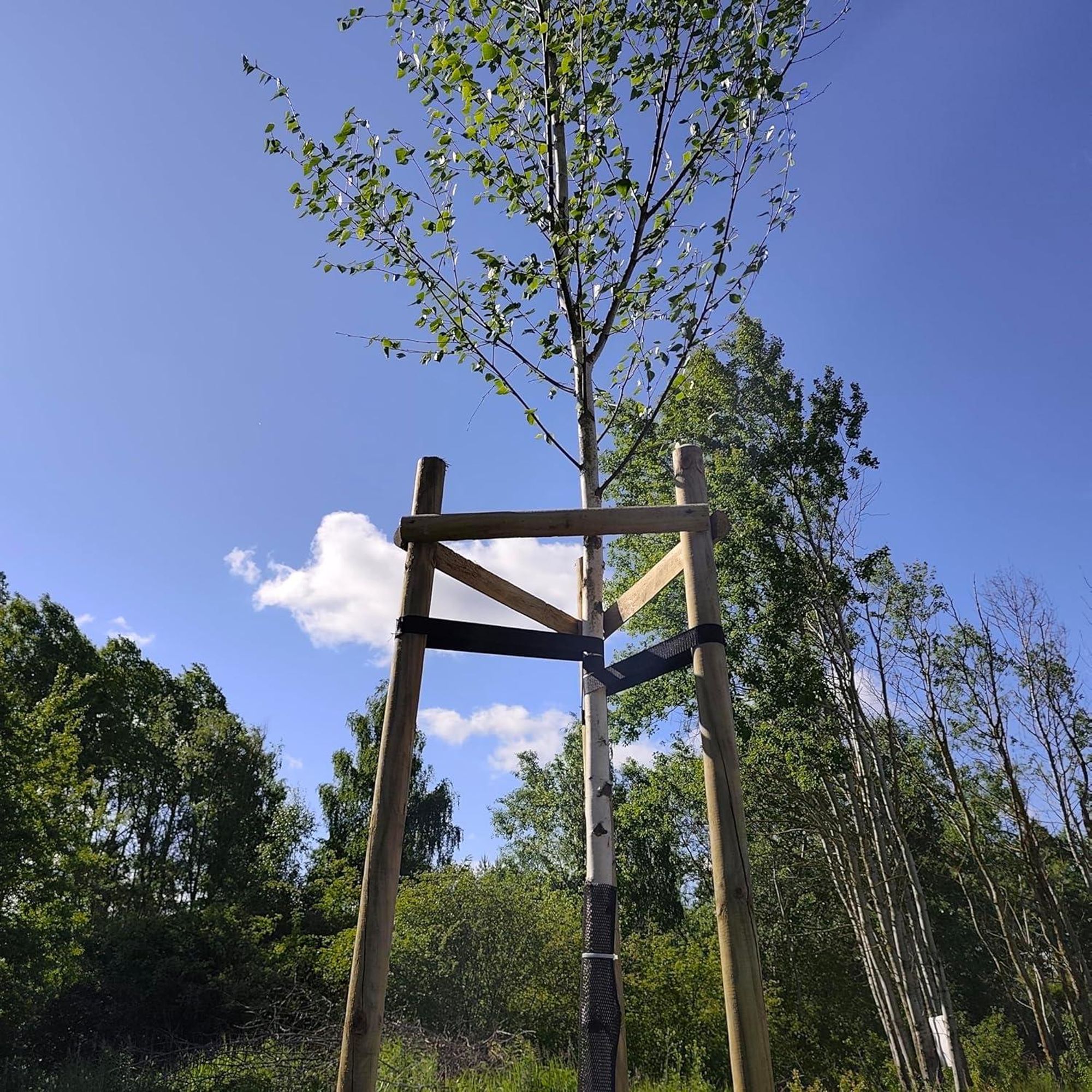 TIMBERMIK Baumstütze Komplettset Rankhilfe Baumpfahl ø 7cm Länge: 200 cm Pflanzenhalter 3 x Holzpfosten 3x Schwarze Baumgurte und 6x Halbpalisaden