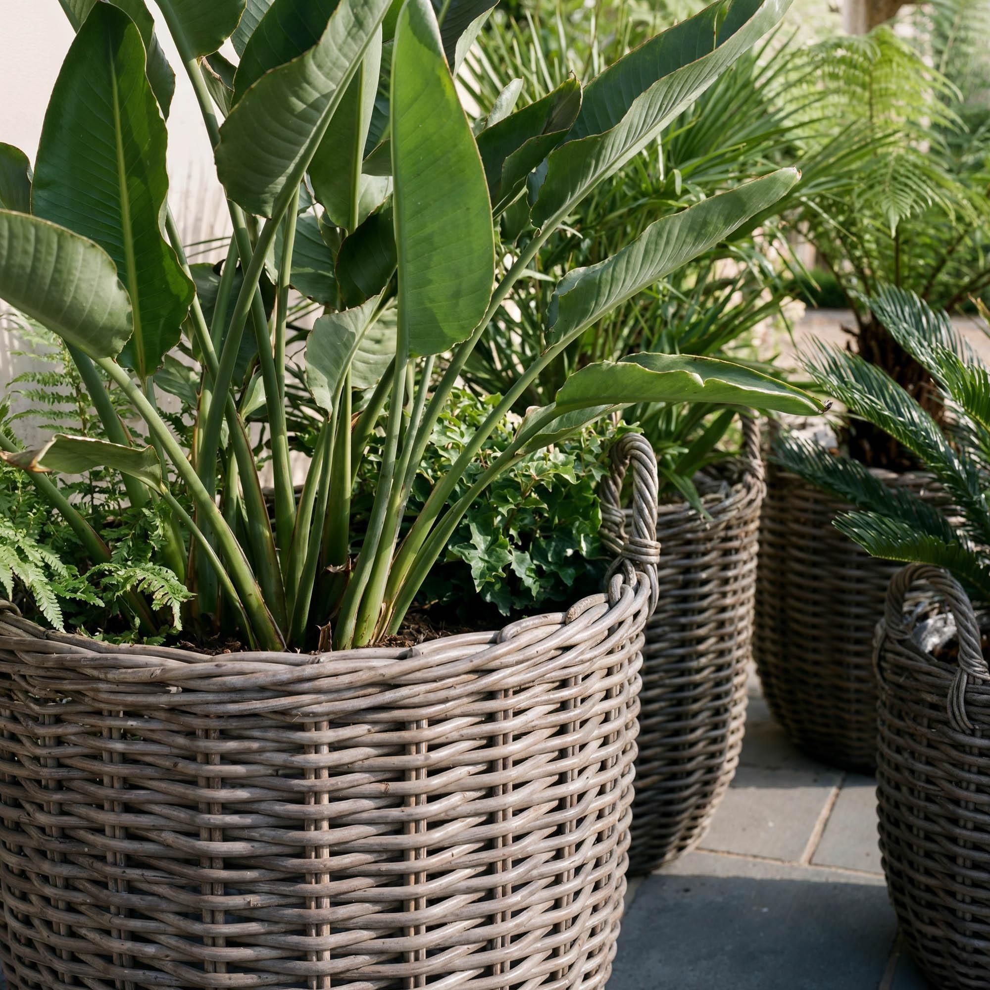 di volio Pflanzkübel Set ANZIA – 3 runde Blumenkörbe aus Polyrattan mit Griffen und Folie, wetterfeste Rattan Blumentöpfe für Außen (Grau)