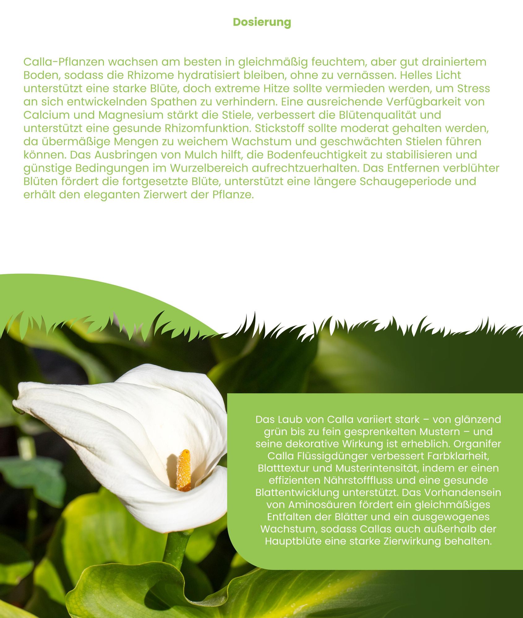 Calla Flüssigdünger 1L – 3-4-3 NPK - Flüssigdünger Für Blühpflanzen – Für Üppige Blüten & Kräftige Rhizome – Fördert Wurzeln & Vitalität – Organifer