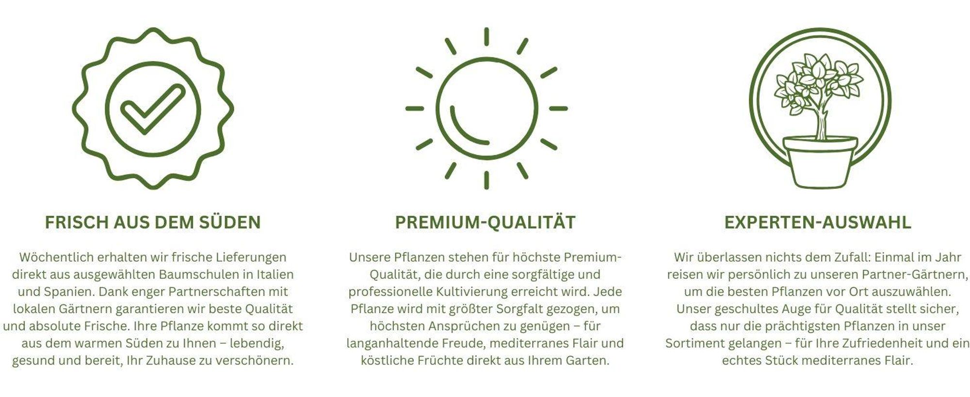 Meine Orangerie Zitronenbaum Mezzo - echte Zitrone - veredelter Zitrusbaum - Citrus Limon - Lemon Tree - Fruchtreife Zitrone in Gärtnerqualität