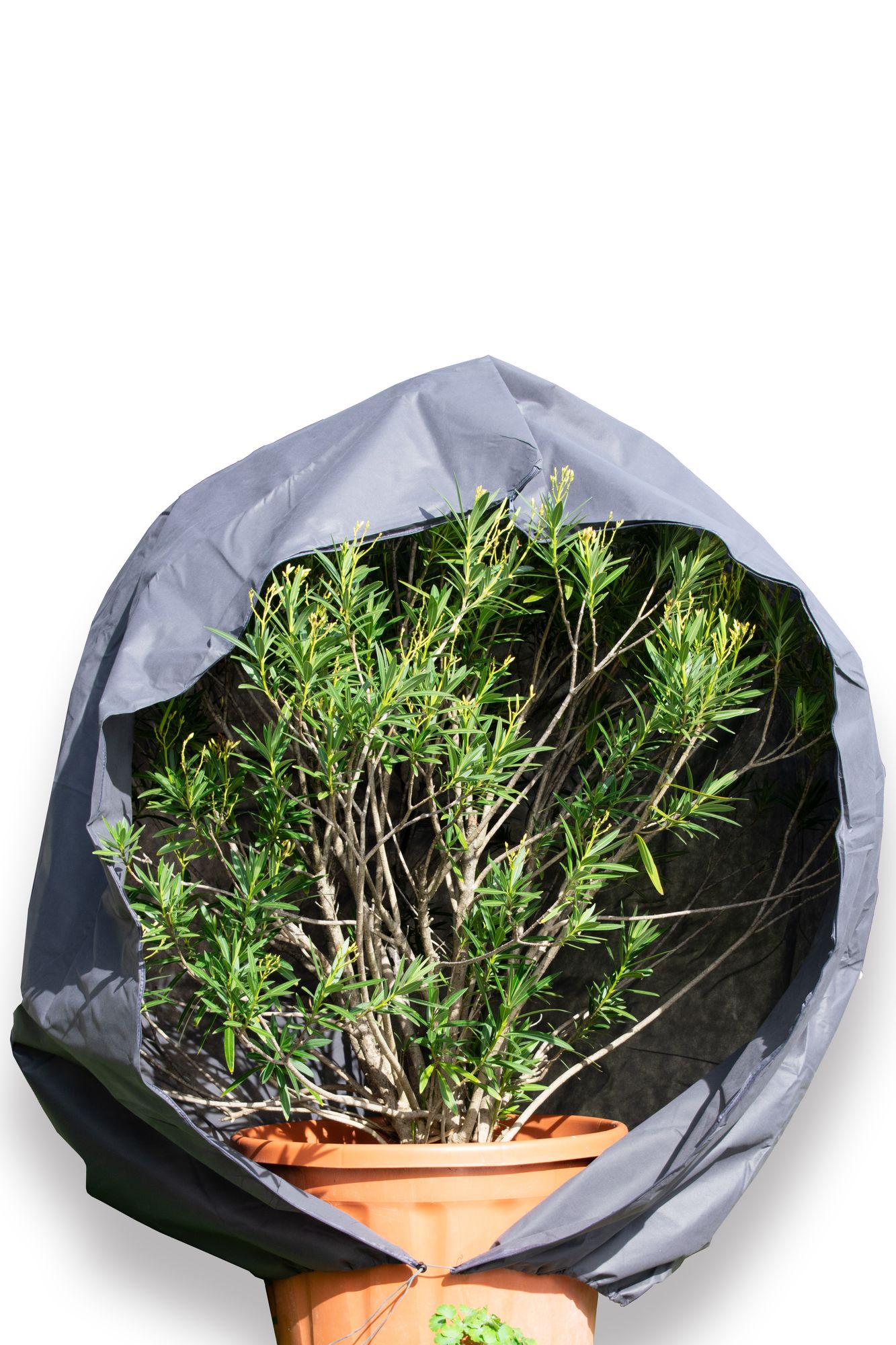 240 x 300 cm Premium XXL Winterschutz für Pflanzen grau Kübelpflanzen Winterschutzcover draußen Haube Reißverschluss Zugband Pflanzenschutzhaube