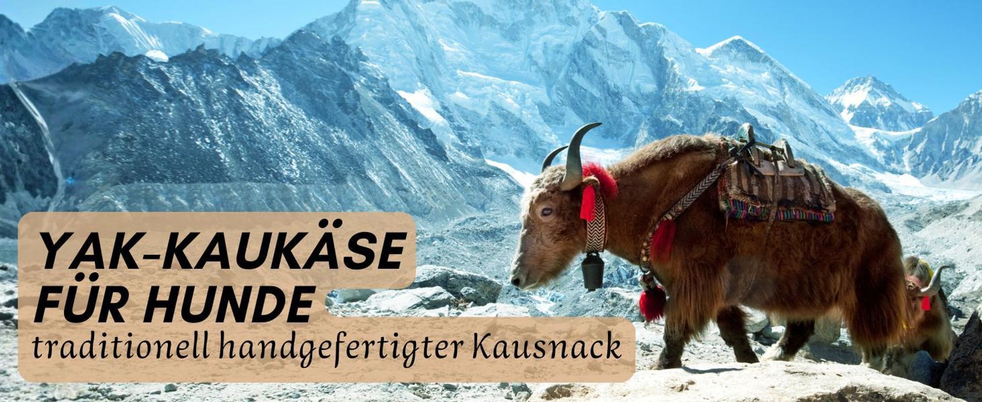 Yak im Himalaya